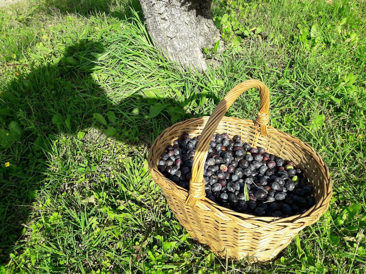 Apartments Olive Garden Piran Zewnętrze zdjęcie