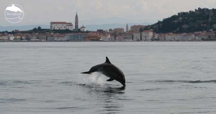 Apartments Olive Garden Piran Zewnętrze zdjęcie